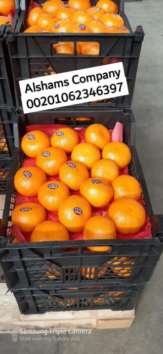 fresh orange 1